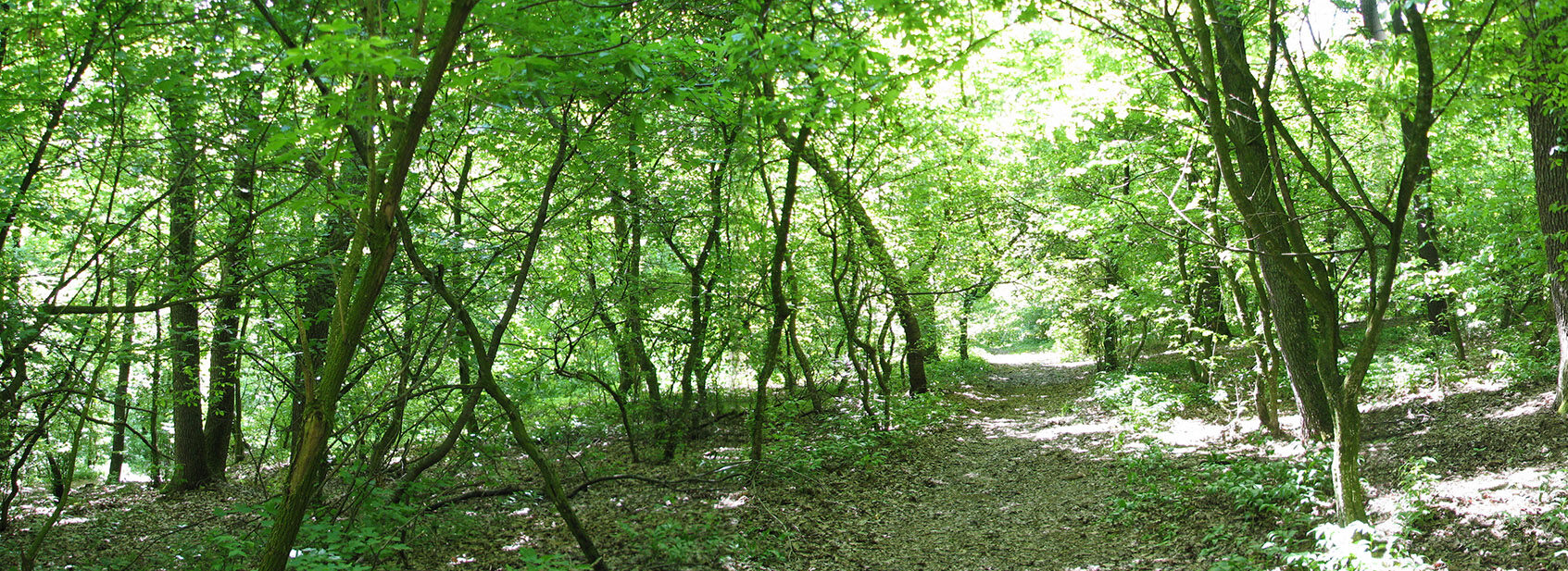 <span class="vcard">jonas</span>